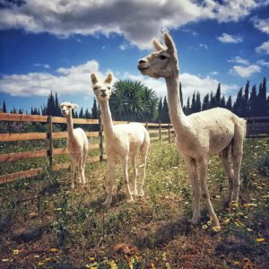 3 Alpakas auf der Hacienda Mallorca