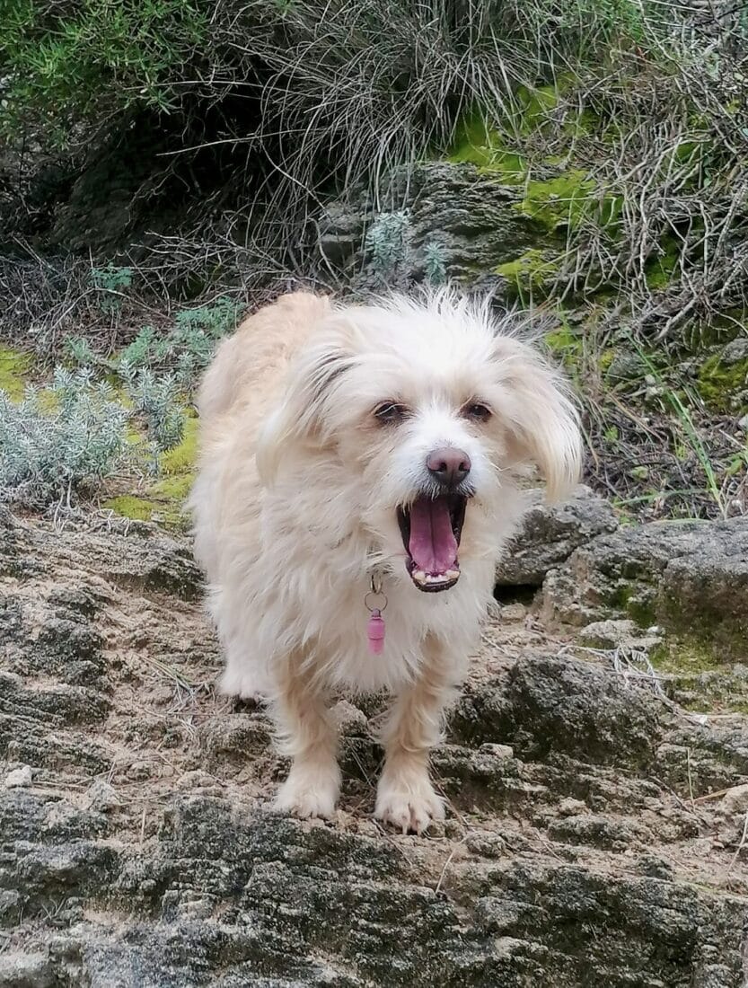 Ginger, die Tierschutzhündin aus Griechenland