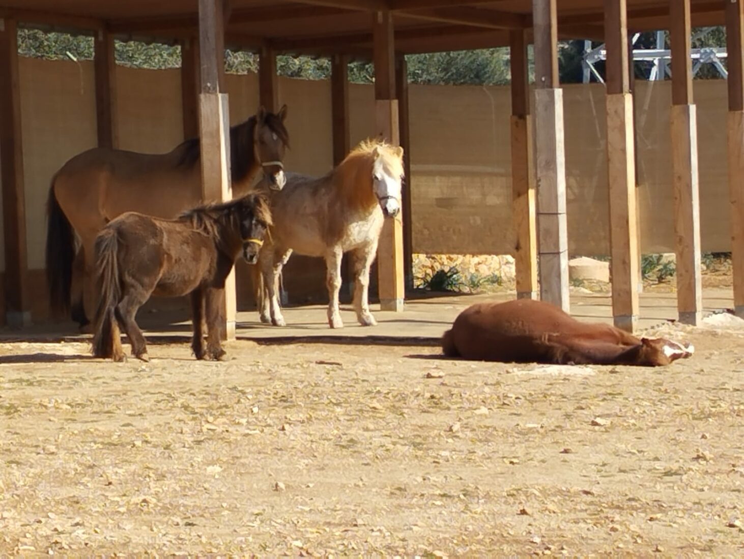 Faulenzende Ponys in der Sonne