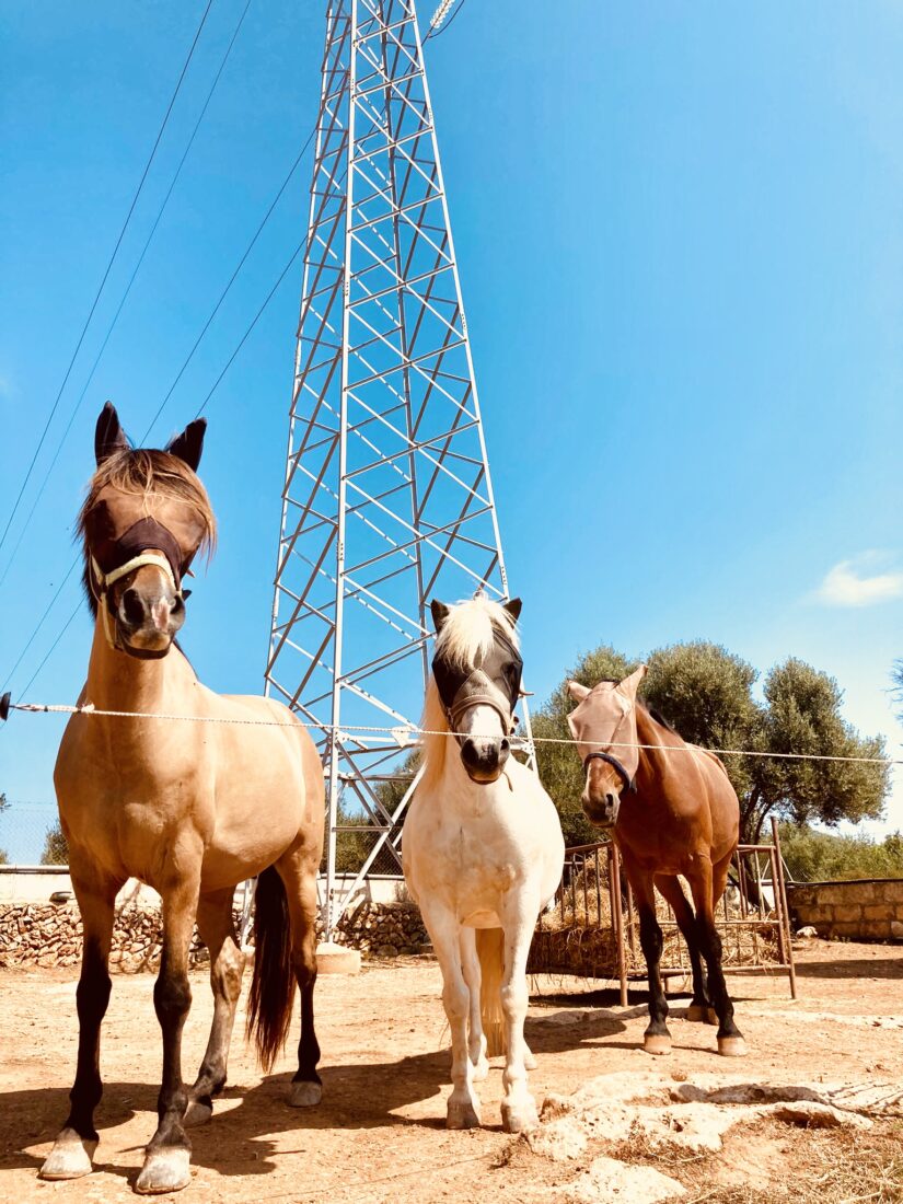 Rayo, Balu und Hans im Hochsommer auf dem Paddock