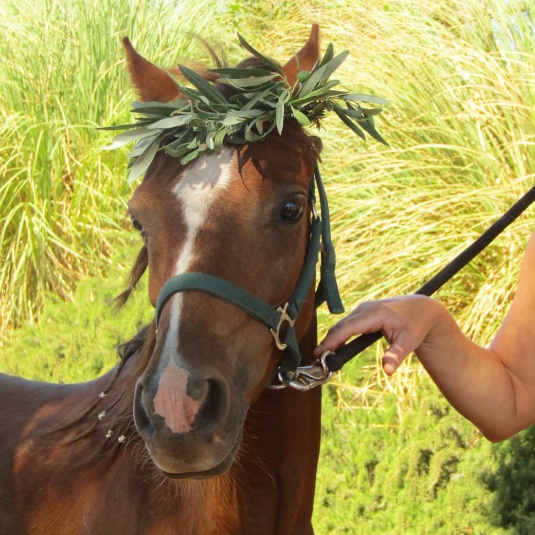 Therapiepony und Lehrer für Reitanfänger