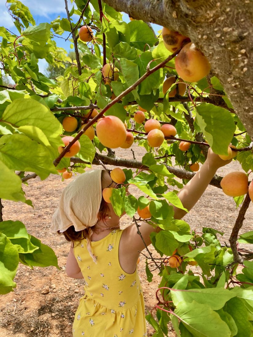 Ein Kind pflückt Aprikosen auf Mallorca