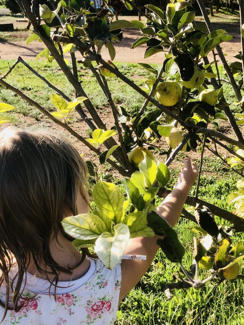 Ein Kind pflückt Bio Äpfel auf Finca Can Agustin auf Mallorca