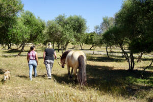 Coaching mit Pferd im Parcours