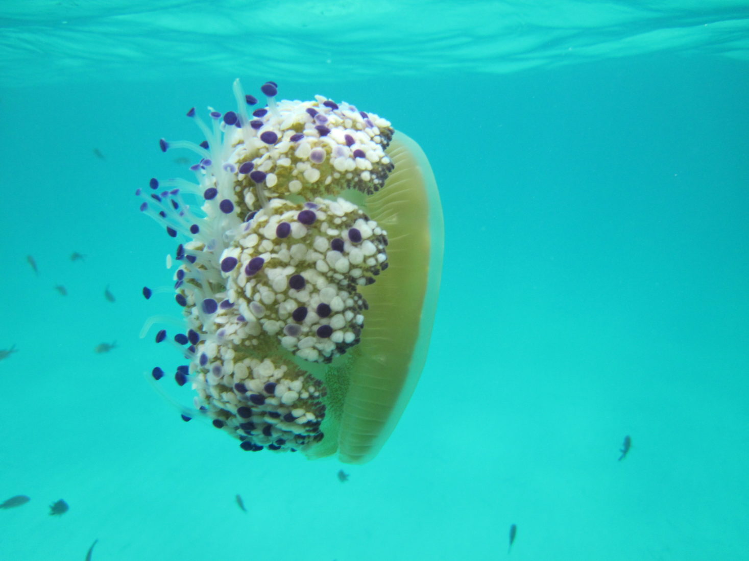 Spiegelei Qualle im Wasser vor Mallorca