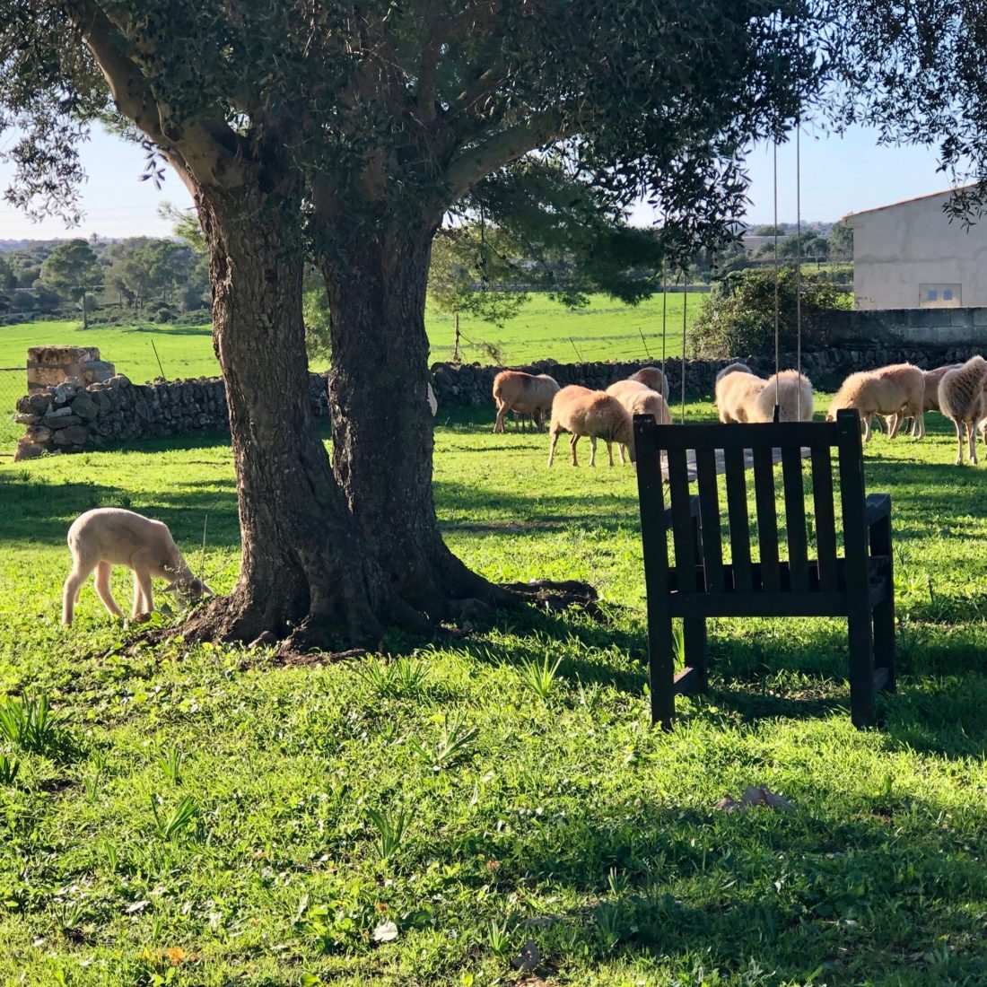 Bauernhof Finca mit Schafen und anderen Tieren auf Mallorca