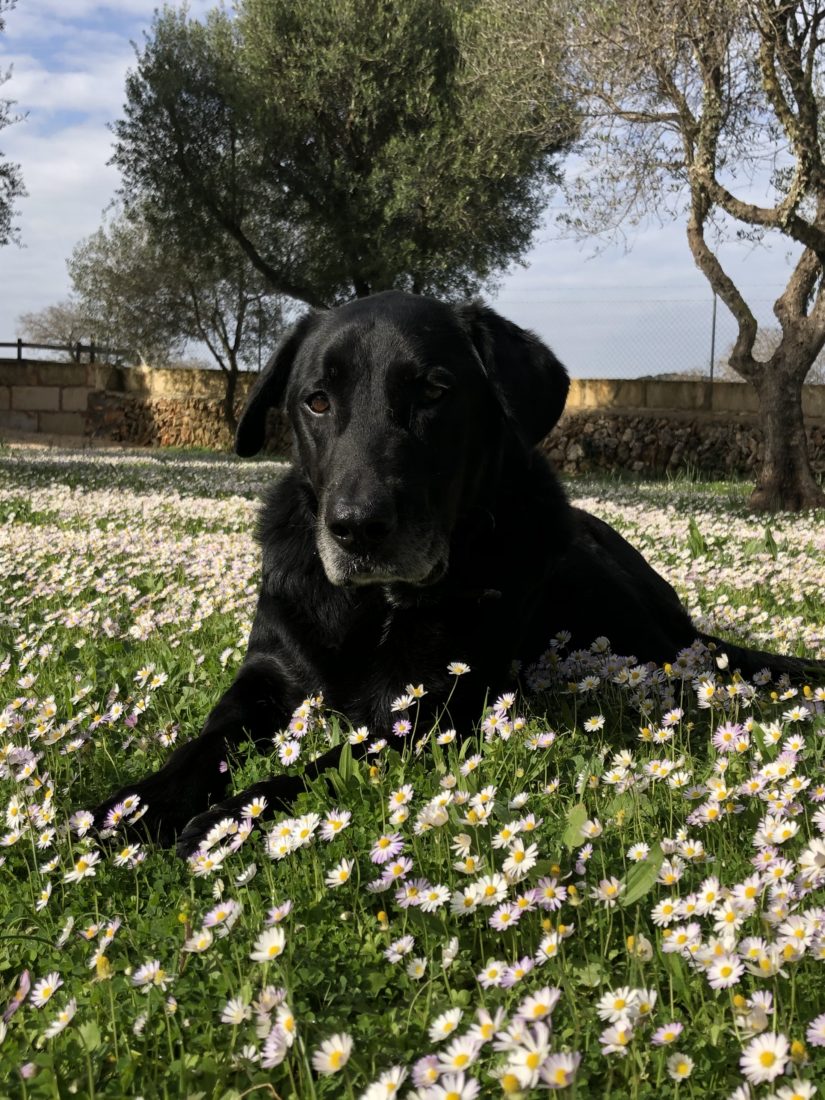 Frühling Mallorca