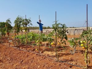Gemüsegarten Finca Mallorca Can Agustin