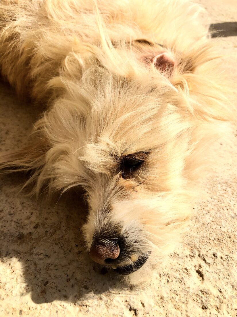 Ginger, unsere Tierschutzhündin aus Korfu, genießt die Sonne