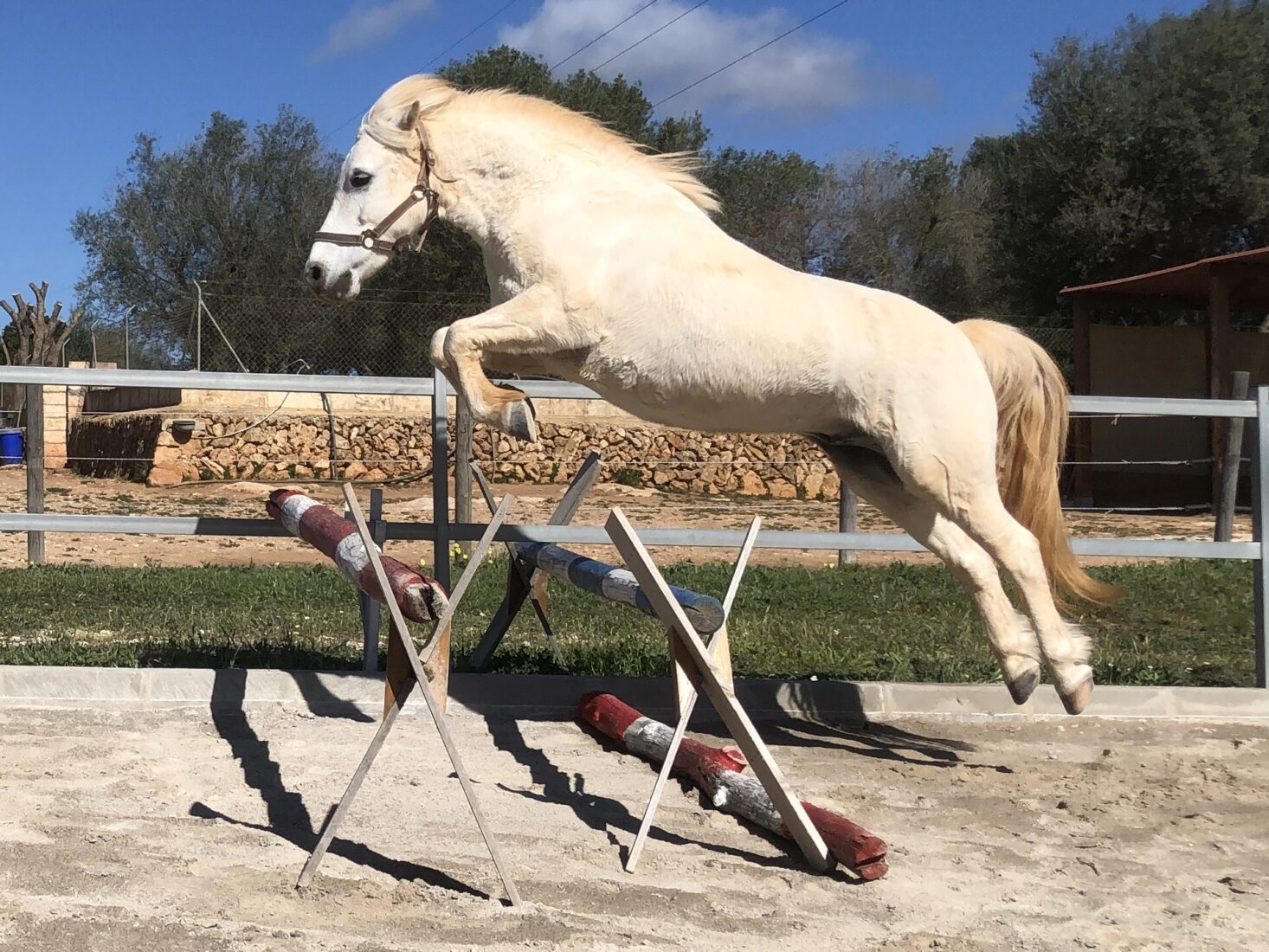 Unser Pony Balu zeigt viel Talent beim Freispringen