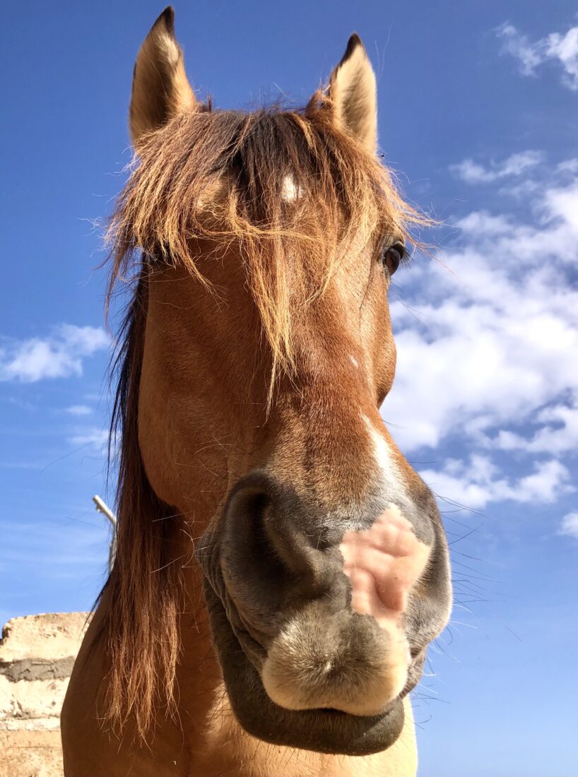 Schnappschuss von unserem Buckskin Wallach Rayo