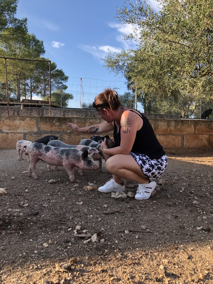 Kleine Ferkel zum Streicheln