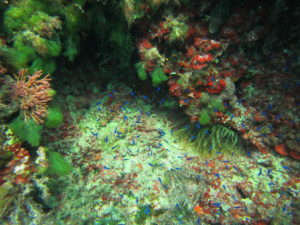Unterwasserwelt Mallorca