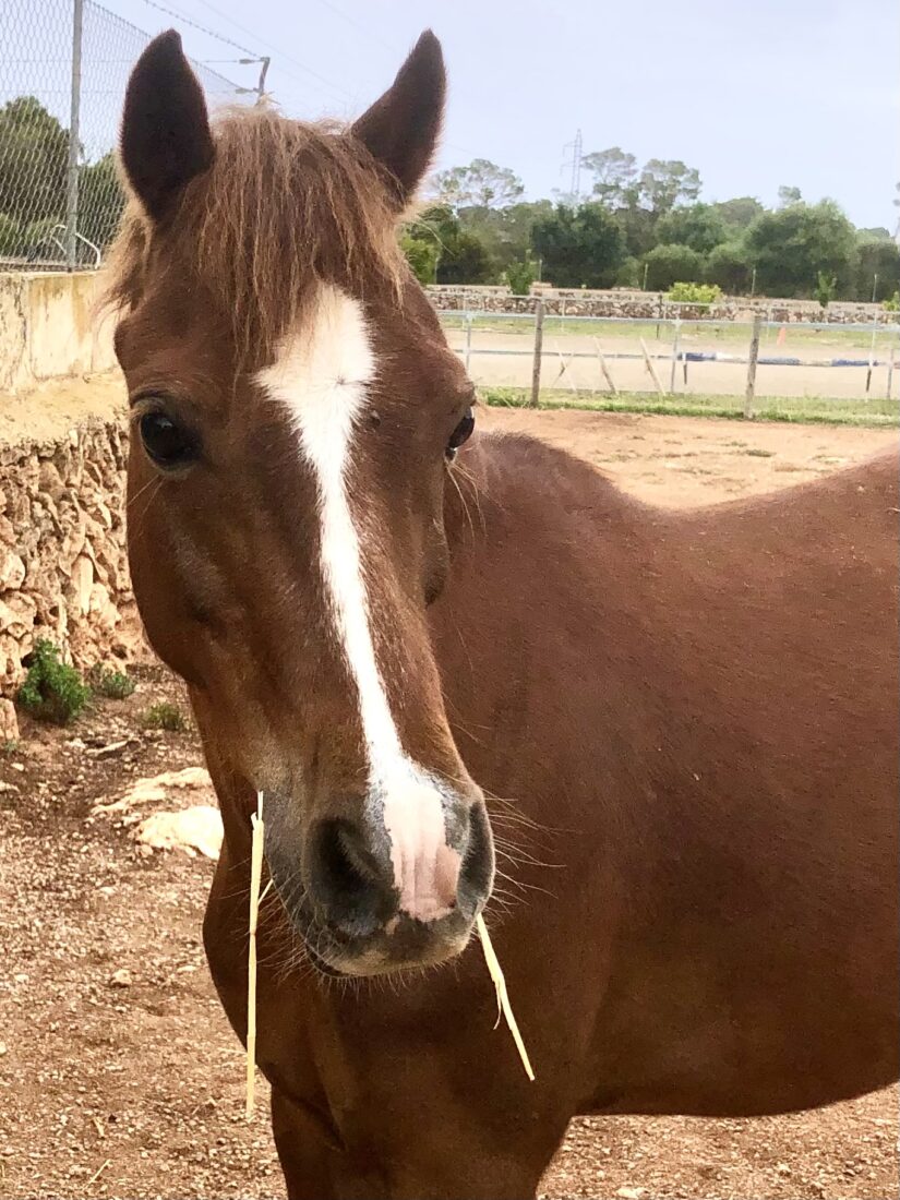 Die zierliche Ponystute Libby