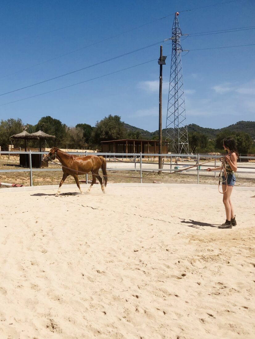 Ausbildung an der Longe im Longierkurs auf Mallorca