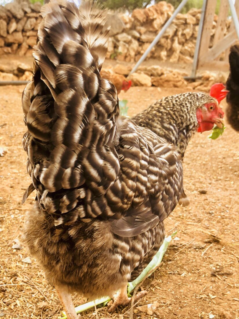 Schwarz-weiß geflecktes Huhn Diva