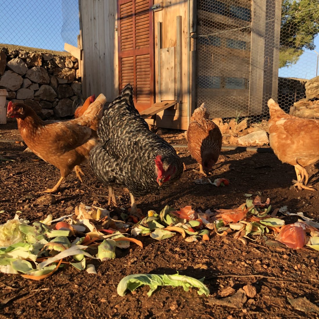 Unsere Hühner freuen sich über Küchenabfälle