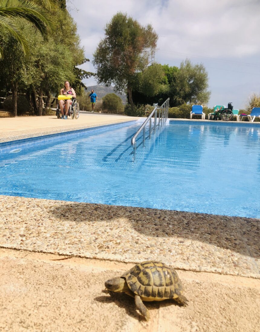 Wildlebende Schildkröte vor unserem großen Pool