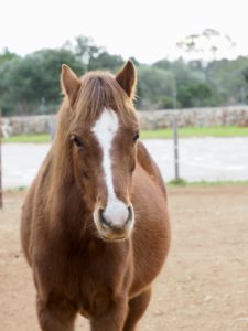 Pony