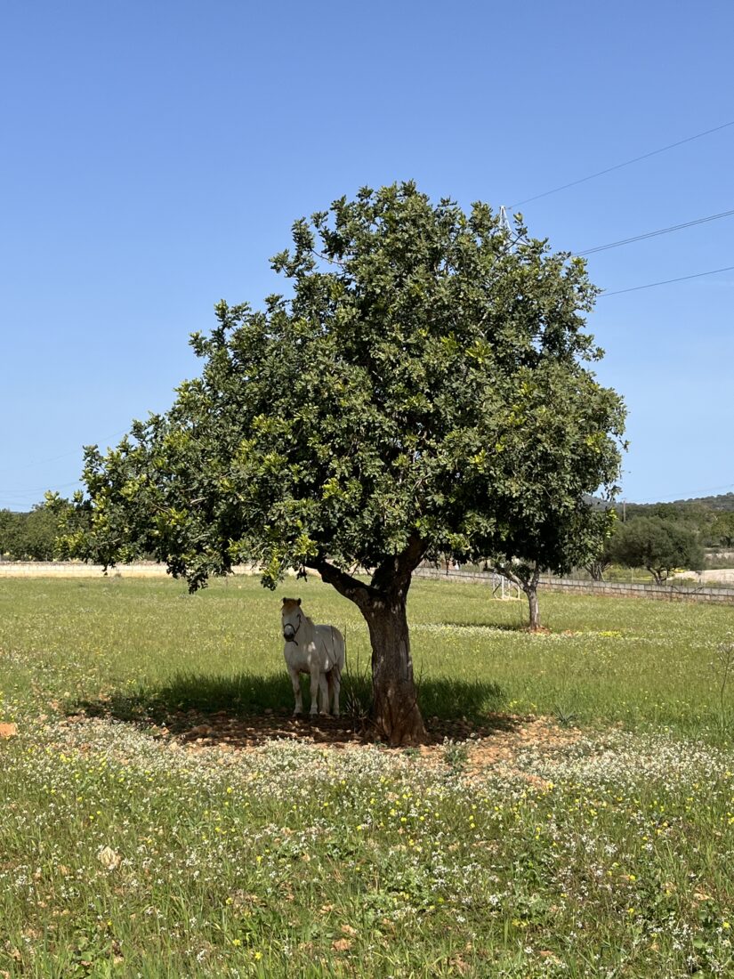 Unser weißes Pony Balu unter einem Baum auf der Weide