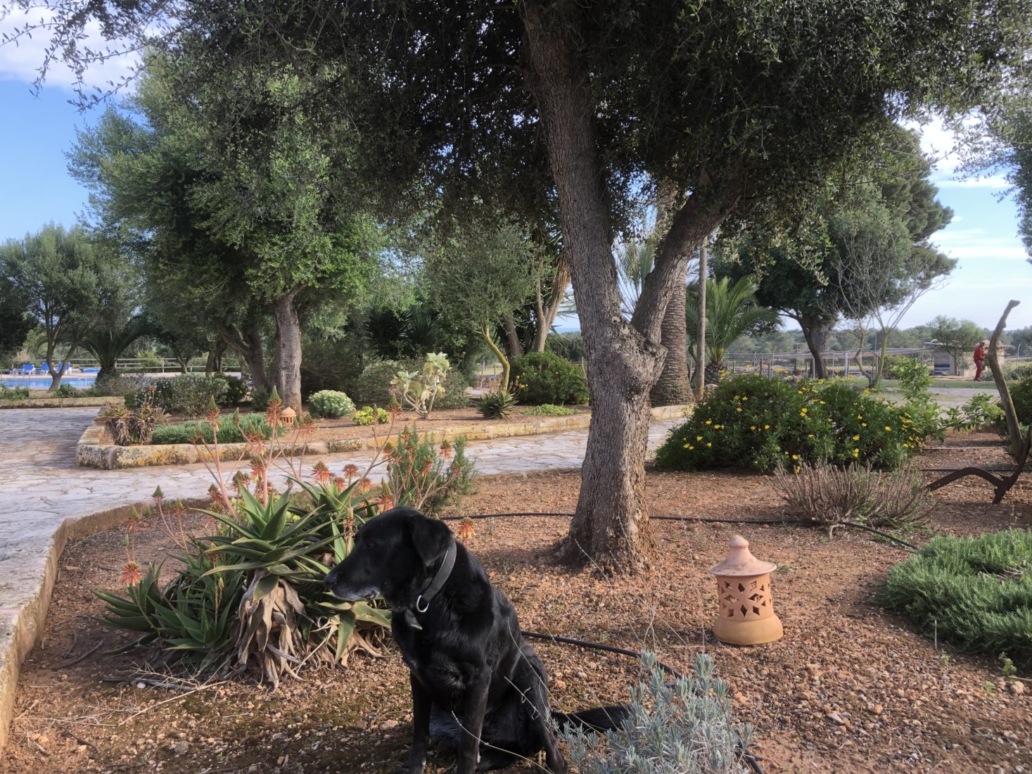 Hund Bobby sitzt im Blumenbeet