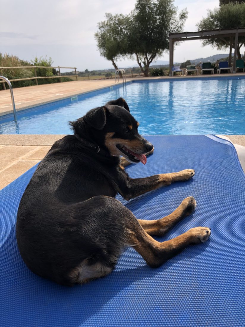 Hund Luna liegt auf einer Sonnenliege am Pool