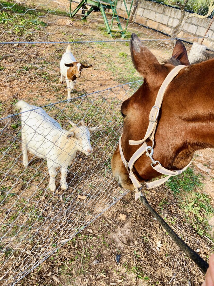 Tierische Begegnung zwischen Pferd und Ziege