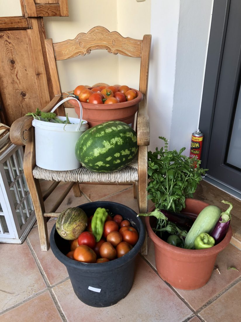 Biogemüse aus unserem Selbstversorgergarten