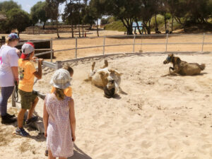 Kinder Reiterferien auf Mallorca