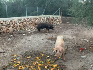 Schweinhaltung auf Can Agustin Mallorca