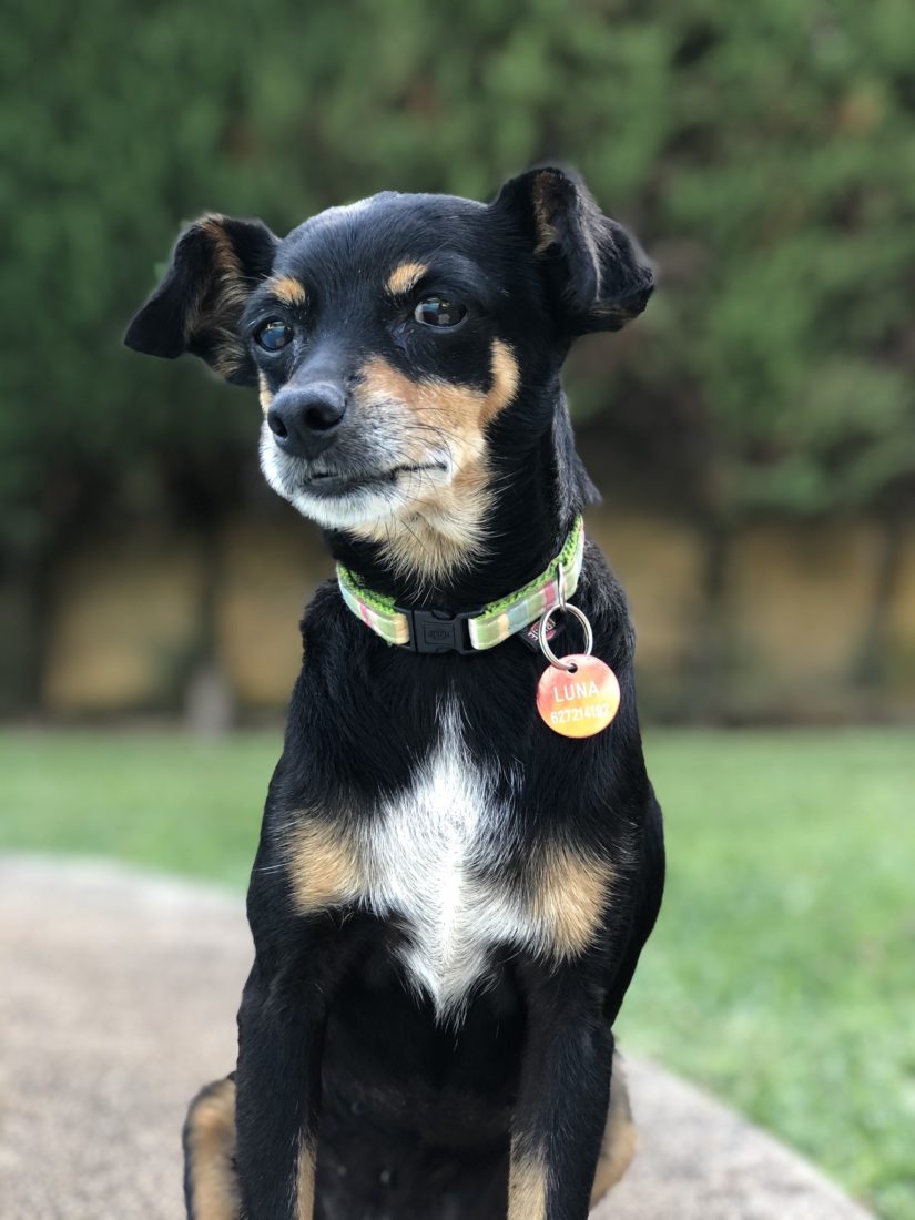 Hofhund Luna auf Finca in Mallorca