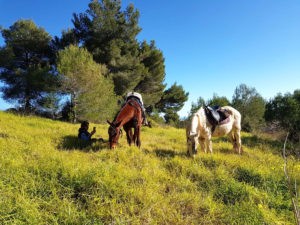 Ausreiten mit Pferden auf den grünen Wiesen Mallorcas
