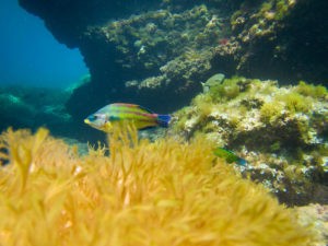 Mallorcas-Unterwasserwelt