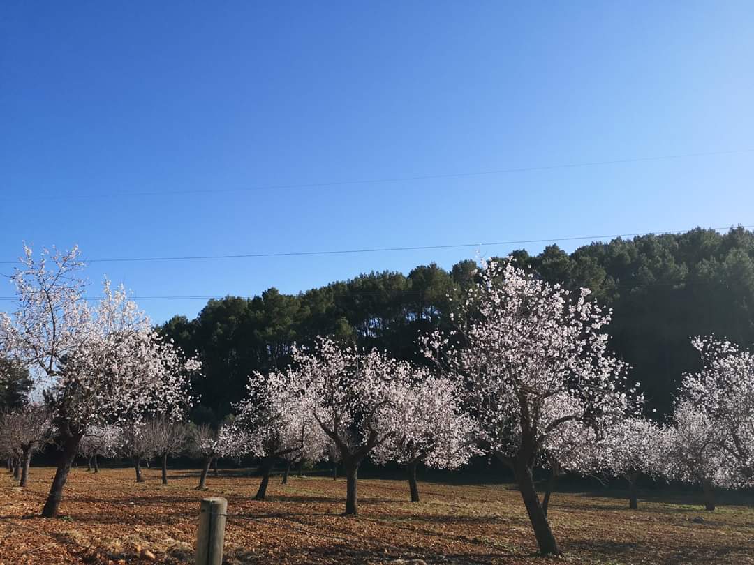 Mandelblütenzeit auf Can Agustin Mallorca
