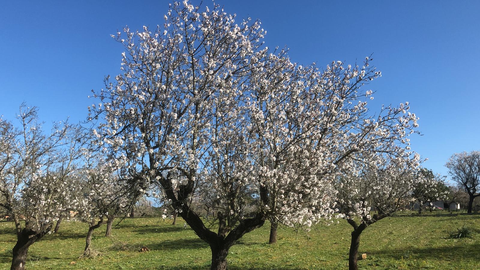 Mandelblüten auf Mallorca Can Agustin