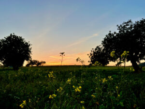 Abendstimmung auf Can Agustin Mallorca