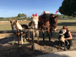 Pferde Balu, Bonny und Hans mit Trainerin Lena