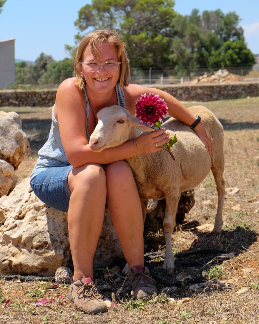 Zahmes Schaf Bambi auf unserer Finca in Mallorca