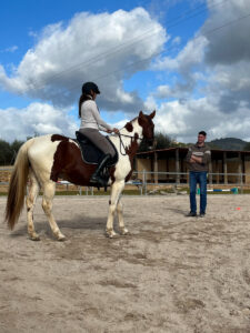 Natural Horsemanship Kurs mit Zsolt Varga