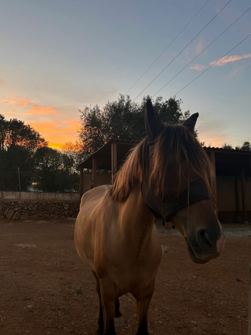 Rayo genießt den Sonnenuntergang auf Mallorca