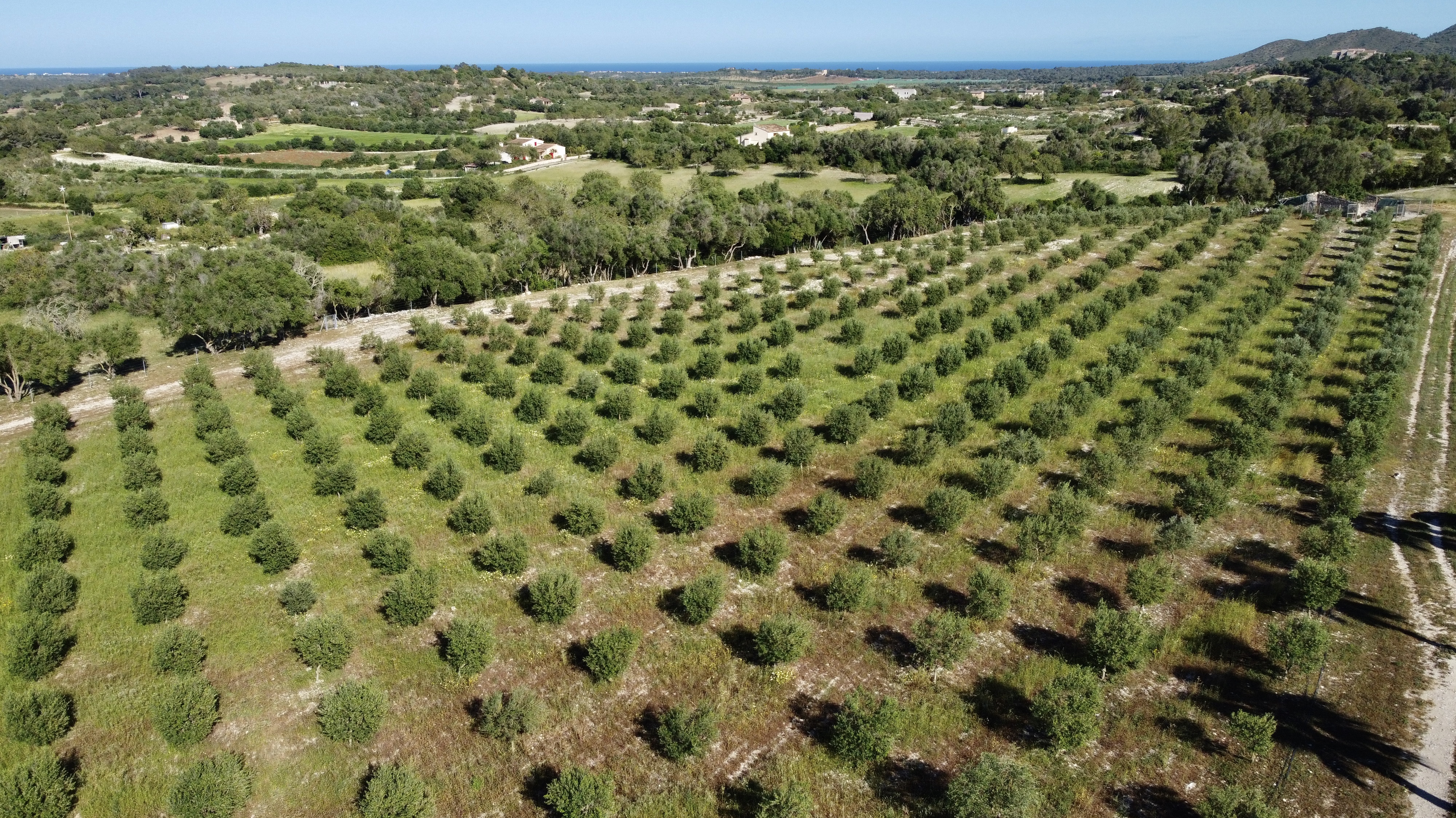 Die Olivenplantage Finca Son Colom