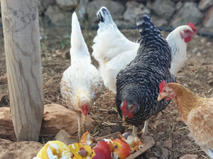 Finca Hühner auf Mallorca