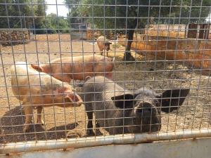 Eber Toni und seine 4 Schweinedamen