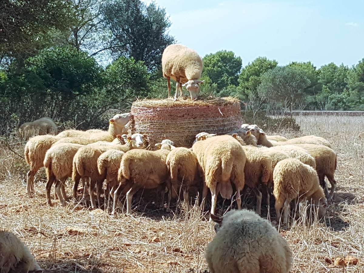 Finca Tiere Mallorca