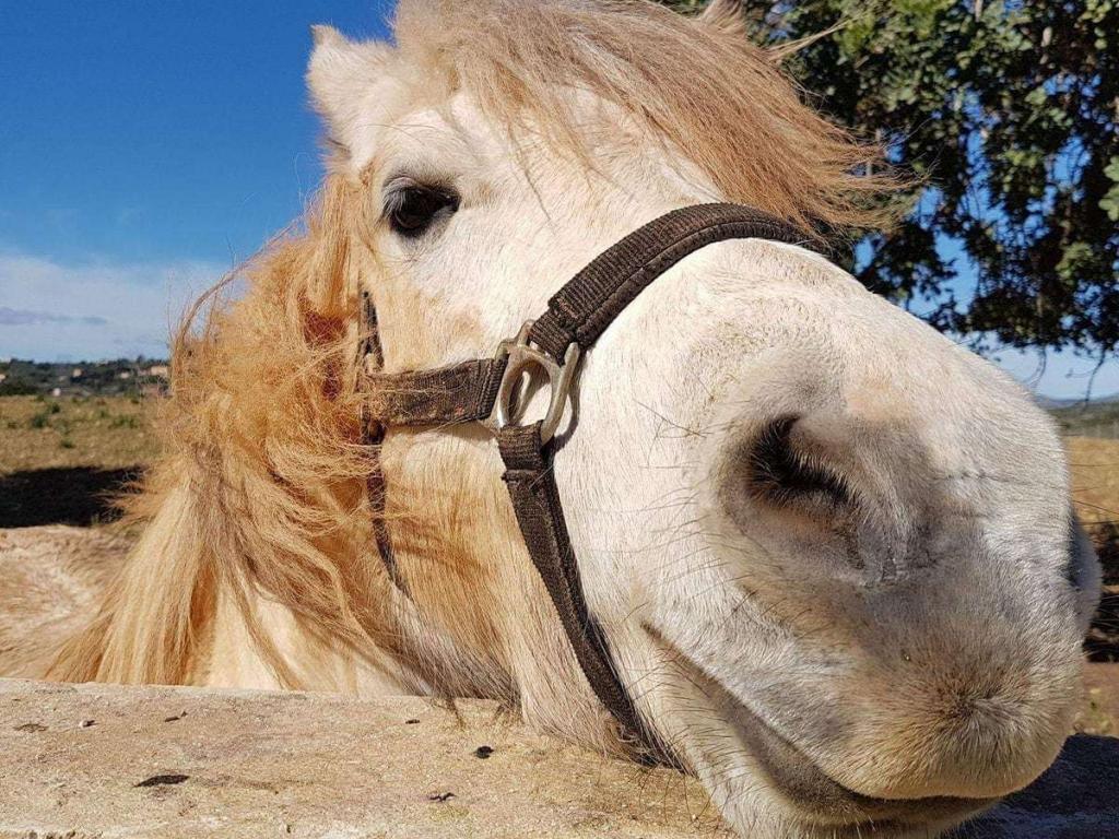 Partner Pony für Reittherapie und pferdegestütztes Coaching