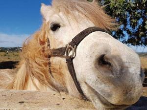 Partner Pony für Reittherapie und pferdegestütztes Coaching 
