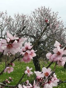 Rosa Mandelblüten auf Mallorca