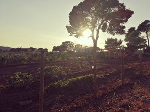 Schlendern über die weitläufige Finca Can Agustin