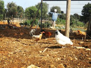 Frei laufende Hühner und Gemüsegarten auf Can Agustin