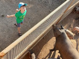 Besuch der Schweine und Ferkel